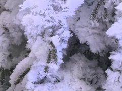 活力中国调研行丨美翻！世界唯一四季版雾凇安排上了